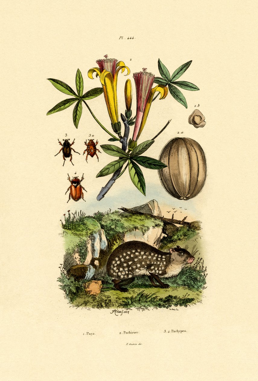 Agouti, 1833-39 od French School