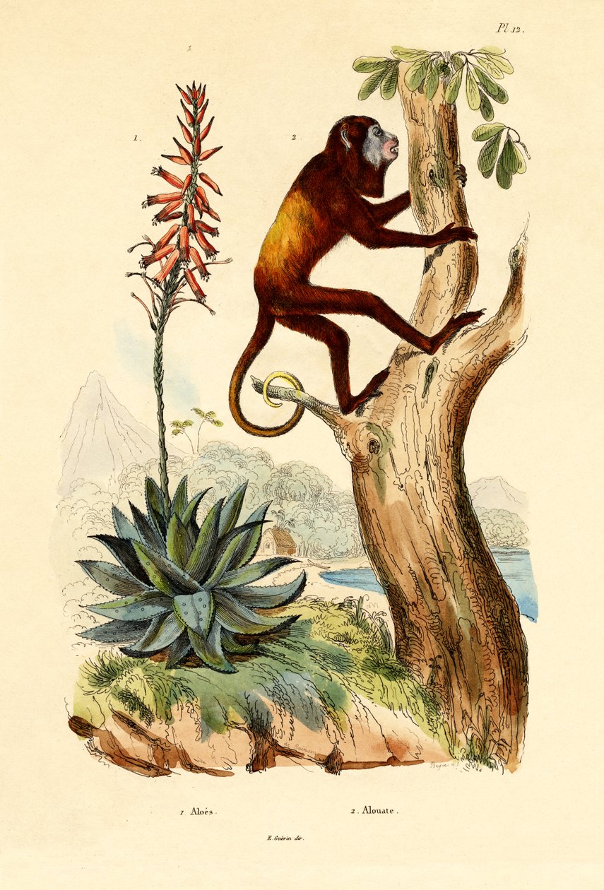 Aloe vera, 1833-39 od French School