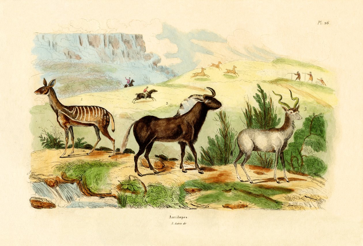 Antilopy, 1833-39 od French School