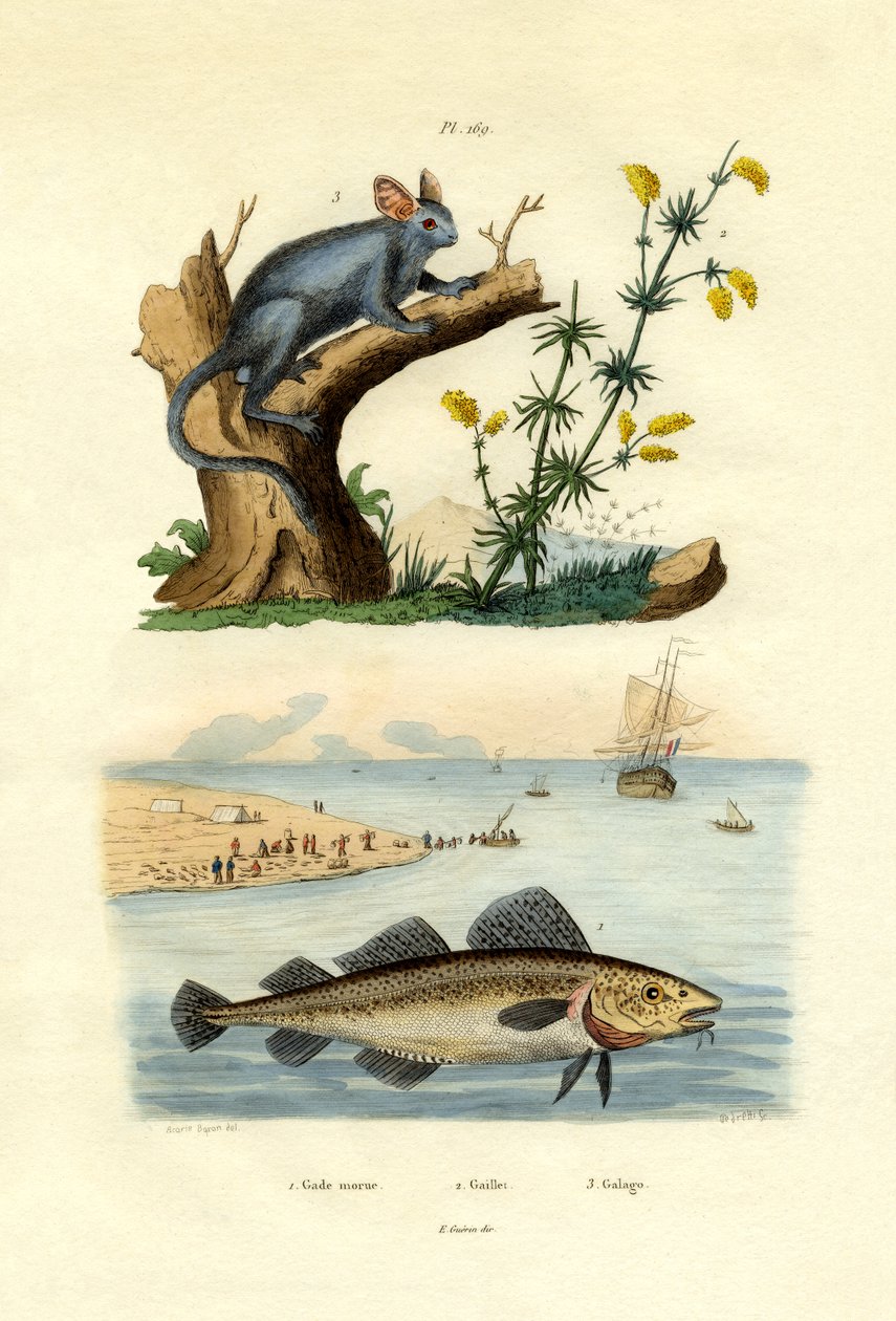 Treska atlantická, 1833-39 od French School