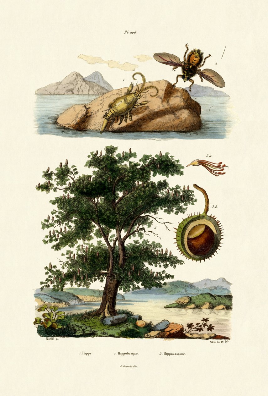 Návnada Bug, 1833-39 od French School