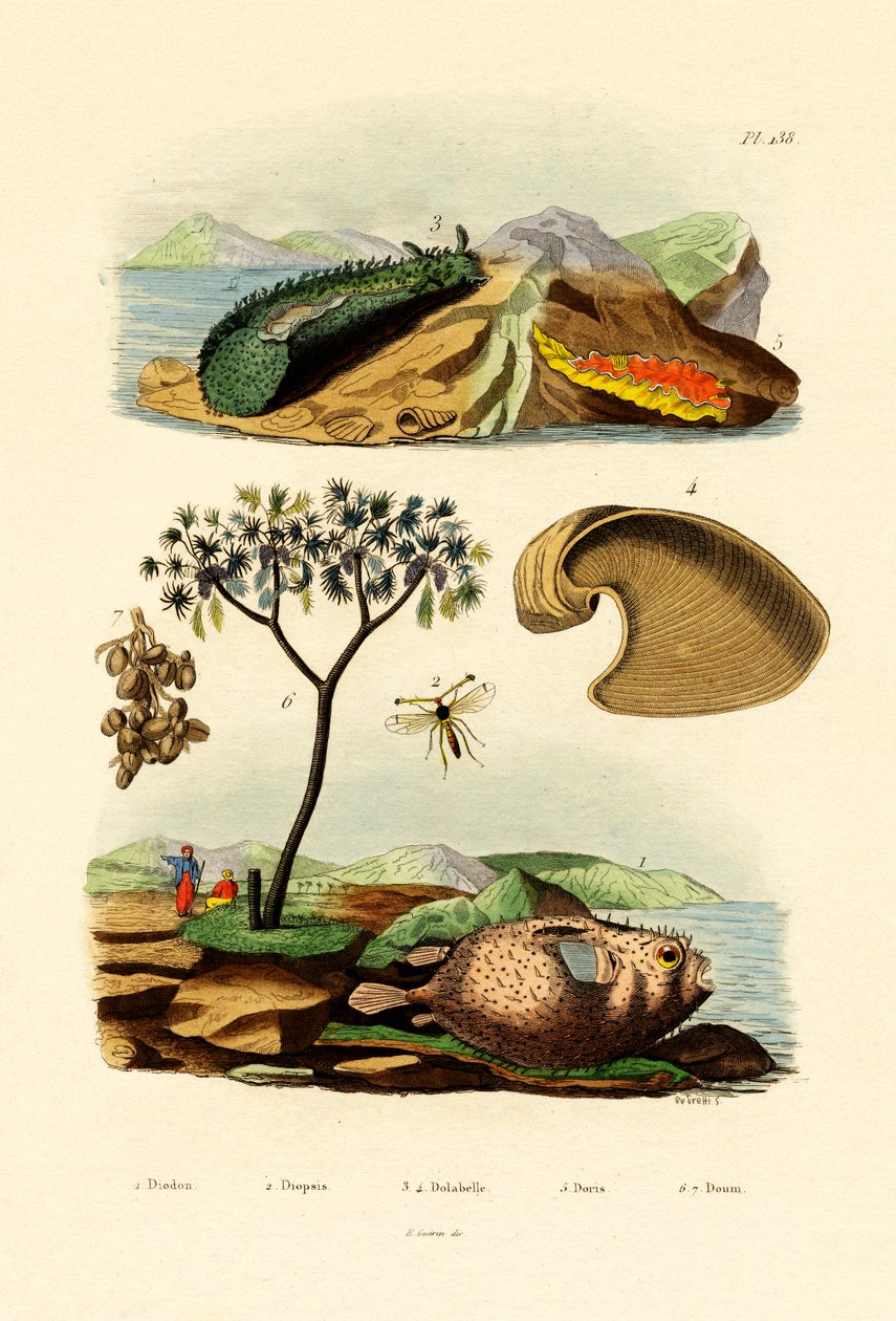 Balloonfish, 1833-39 od French School
