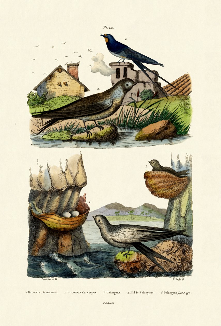 Vlaštovka obecná, 1833-39 od French School