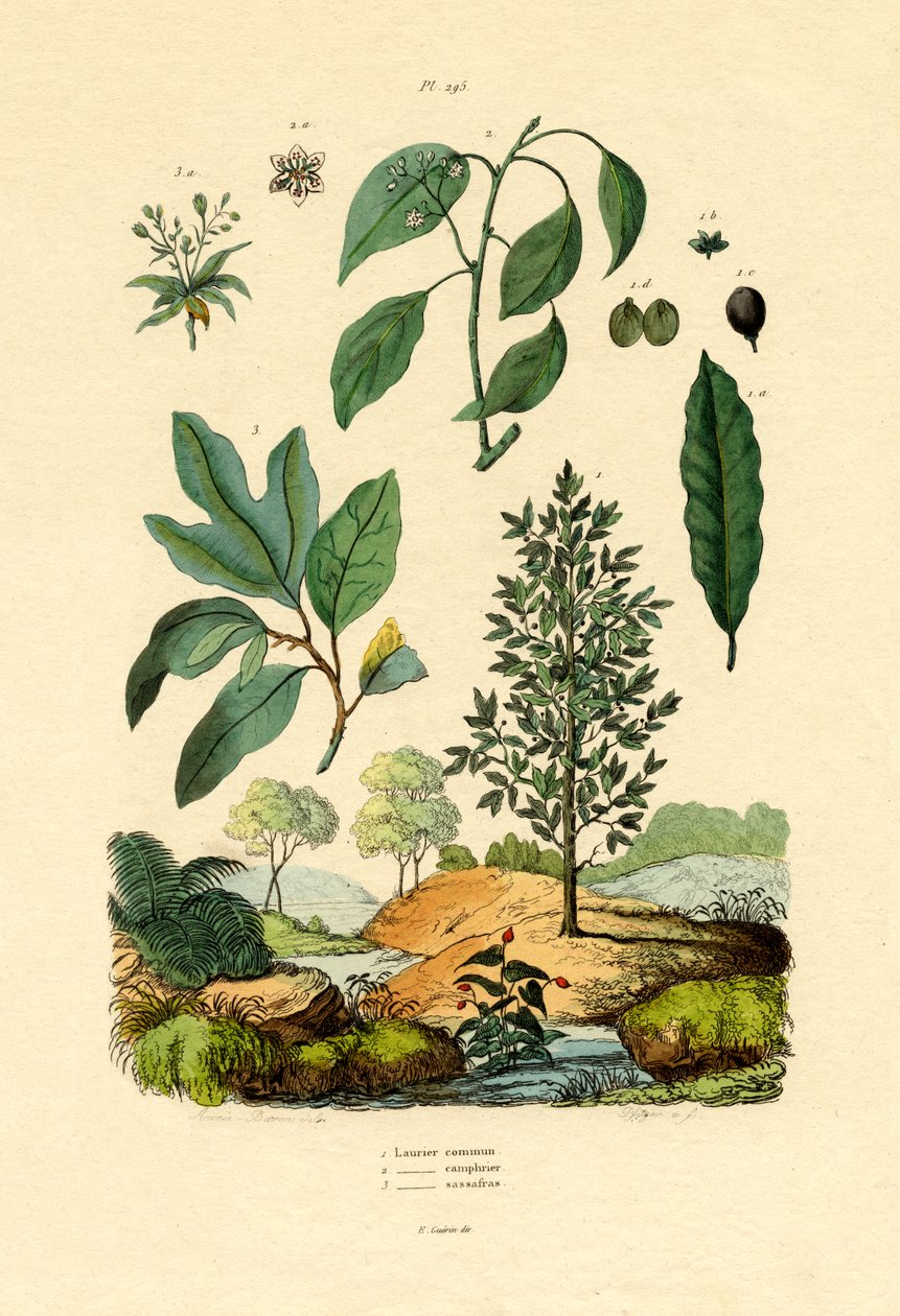 Bay Laurel, 1833-39 od French School
