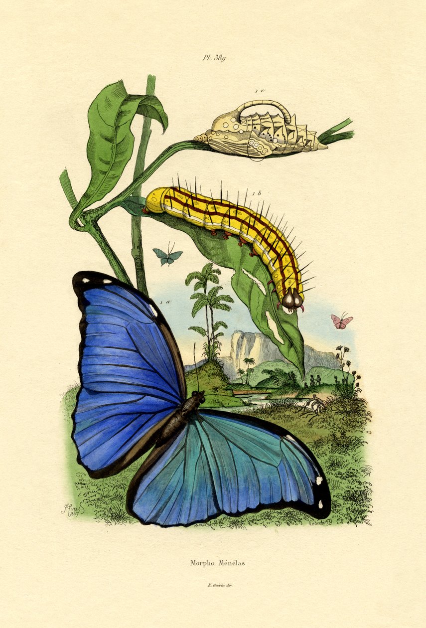 Modré Morpho, 1833-39 od French School