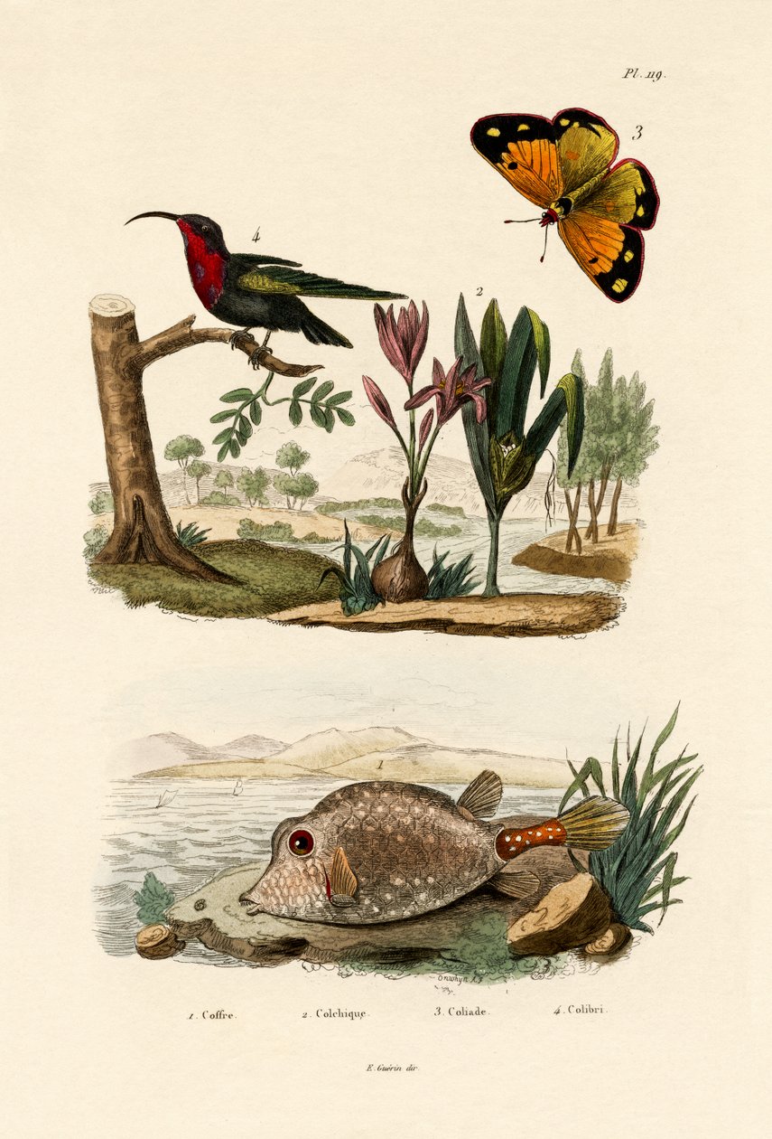 Boxfish, 1833-39 od French School