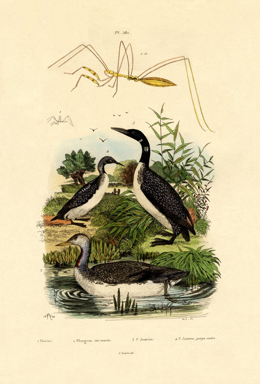 Bug, 1833-39 od French School