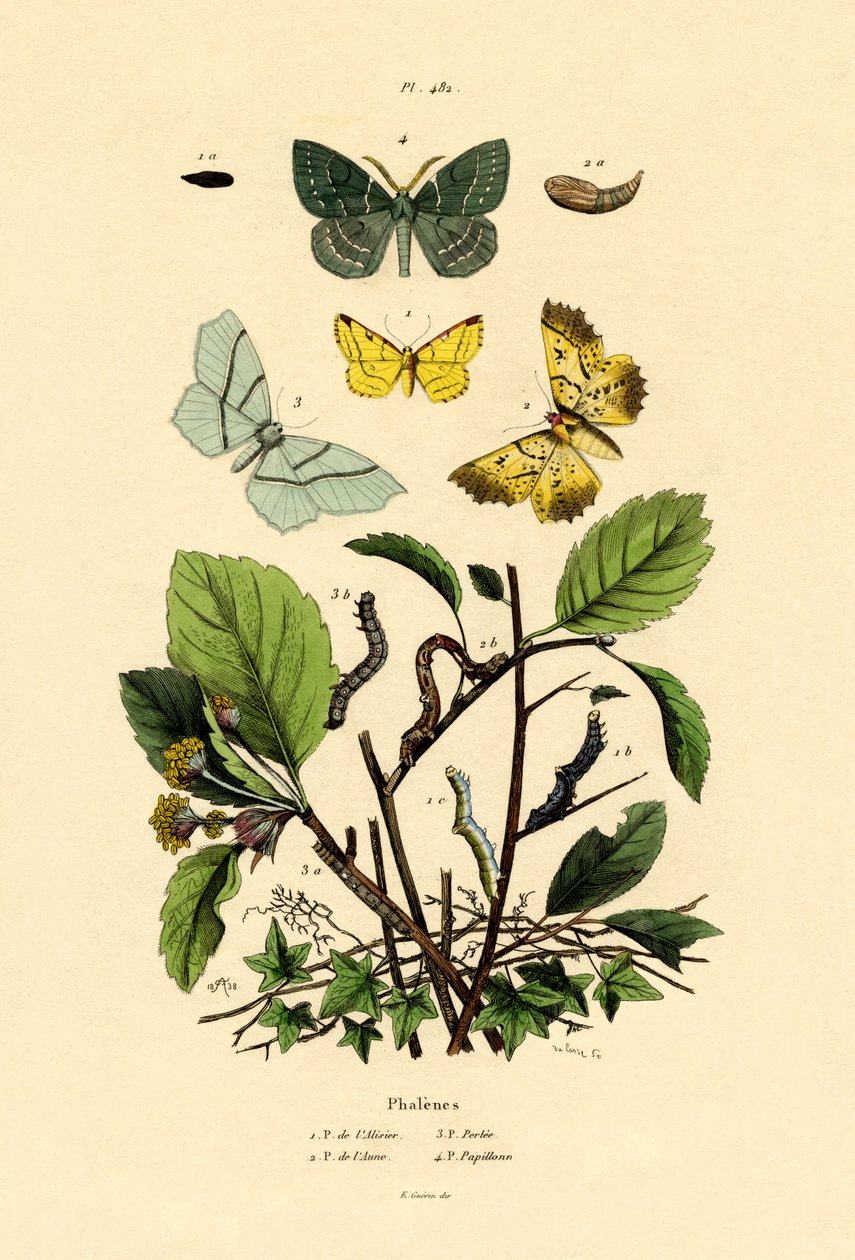 Motýli, 1833-39 od French School