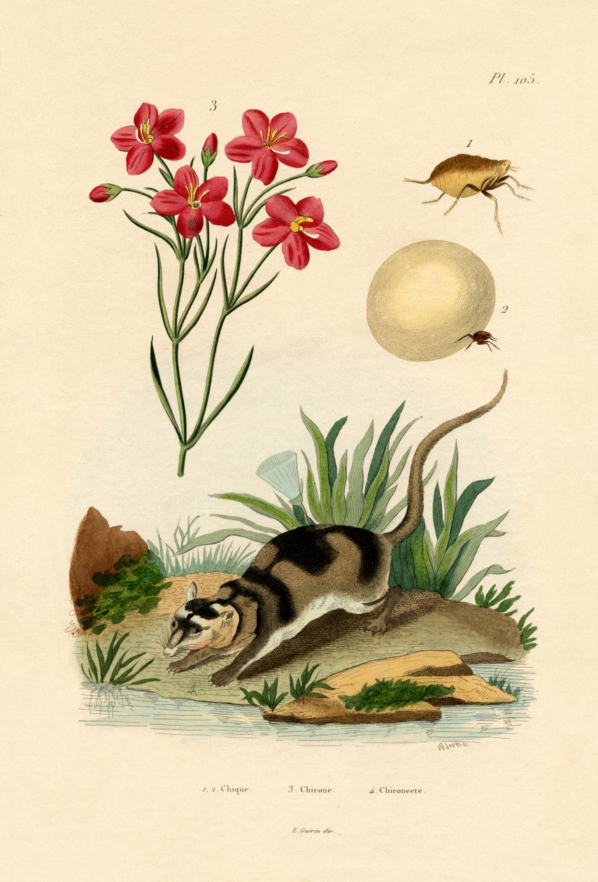Chigger, 1833-39 od French School