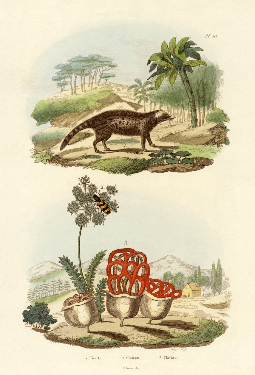 Cibetka, 1833-39 od French School