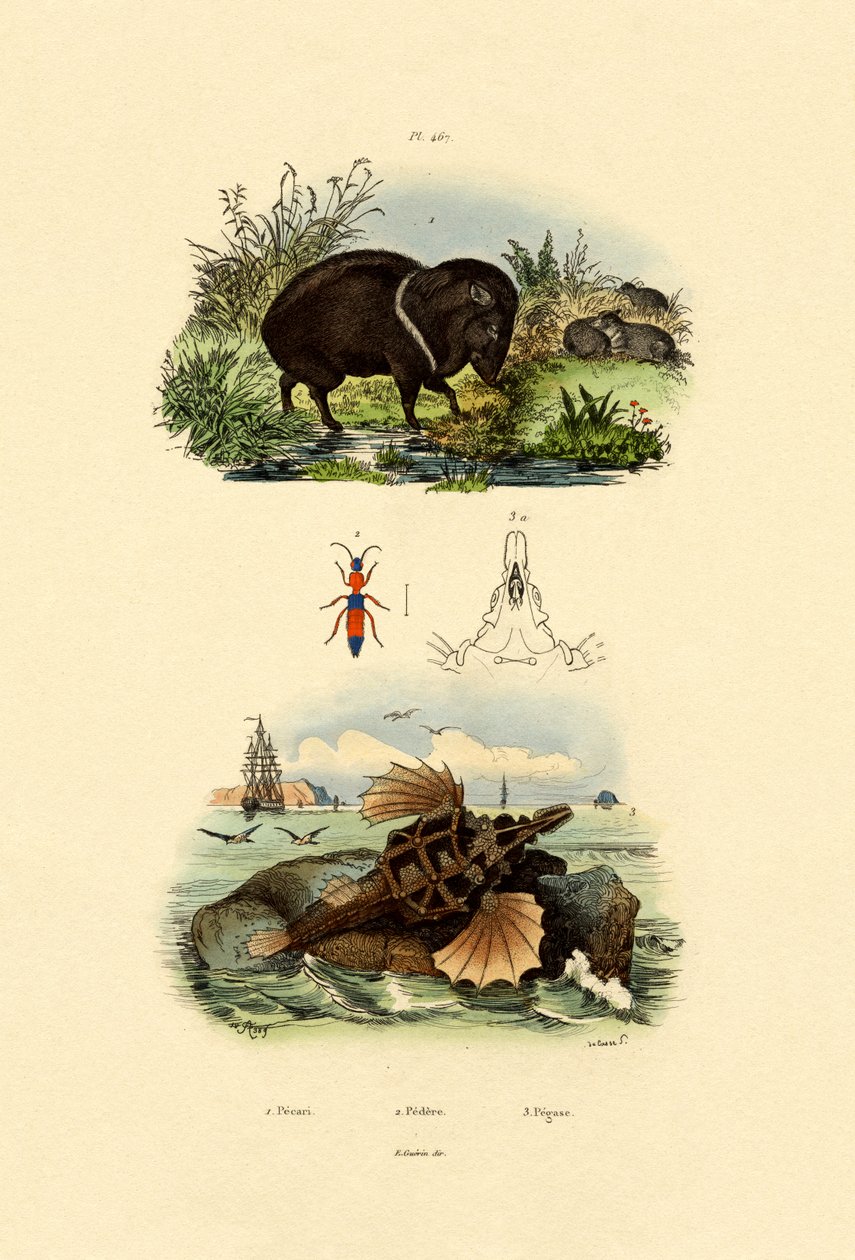 Collared Peccary, 1833-39 od French School