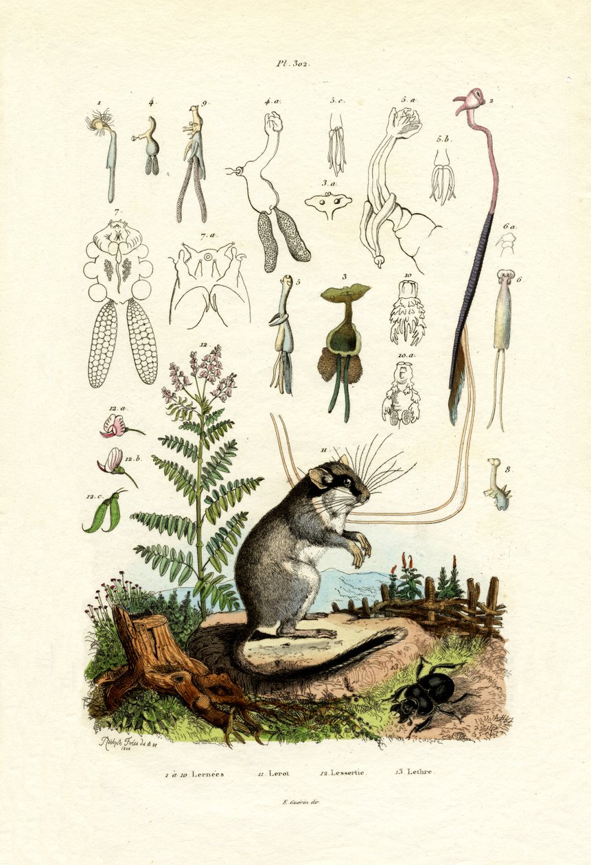Copepods, 1833-39 od French School