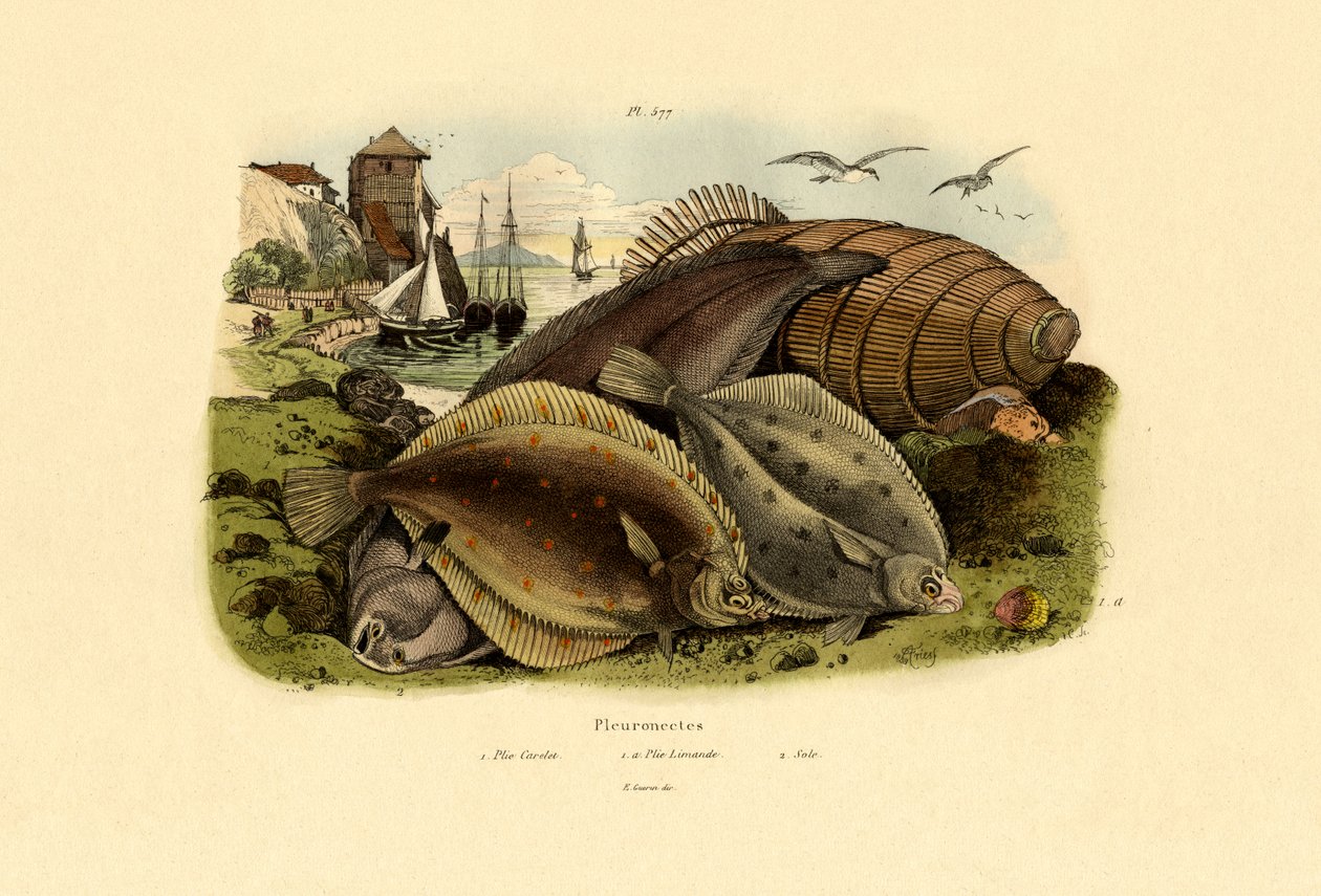 Dab, 1833-39 od French School