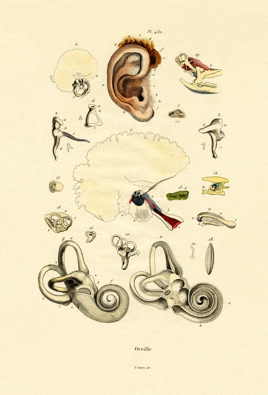 Ucho, 1833-39 od French School