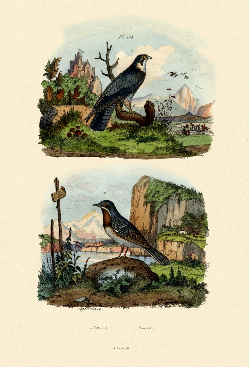 Falcon, 1833-39 od French School
