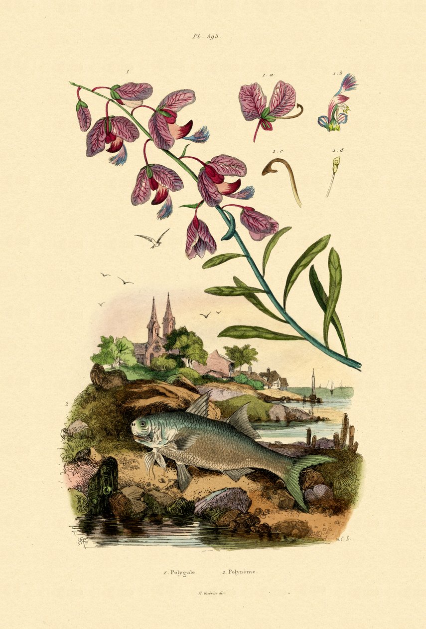 Finále, 1833-39 od French School
