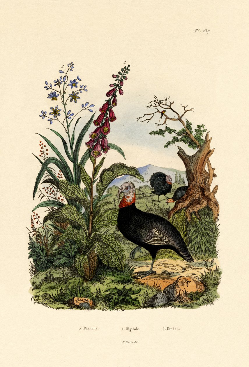 Flaxlily, 1833-39 od French School