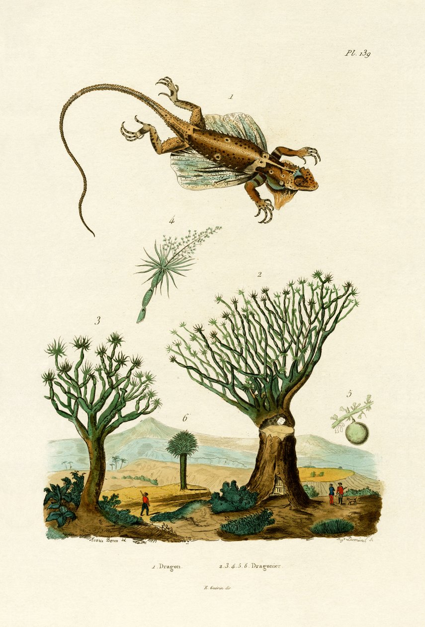 Létající drak, 1833-39 od French School