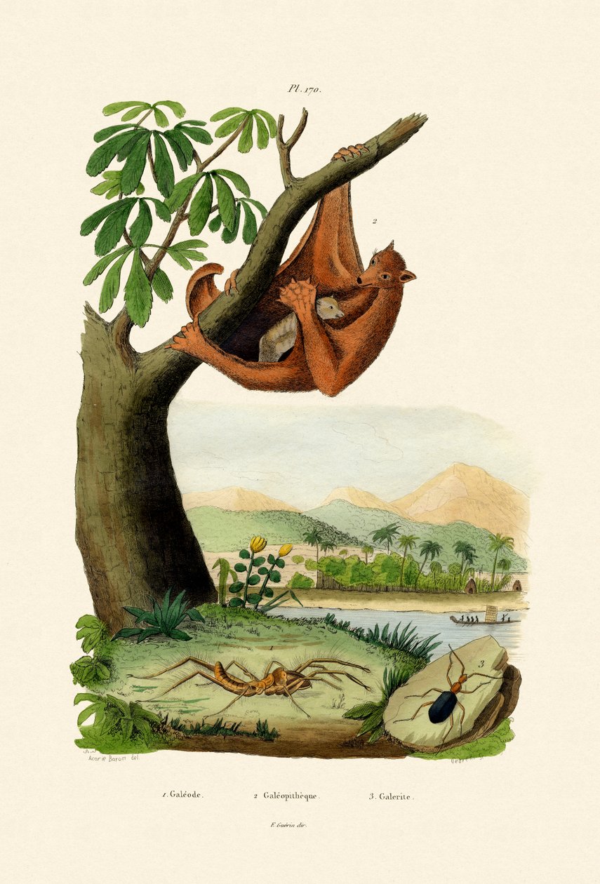 Létající lemur, 1833-39 od French School