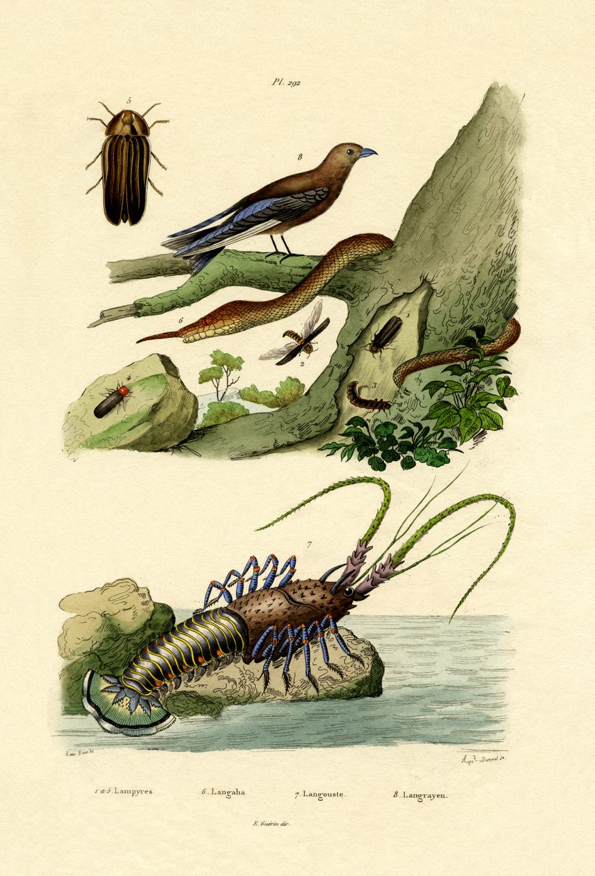 Glimworm, 1833-39 od French School