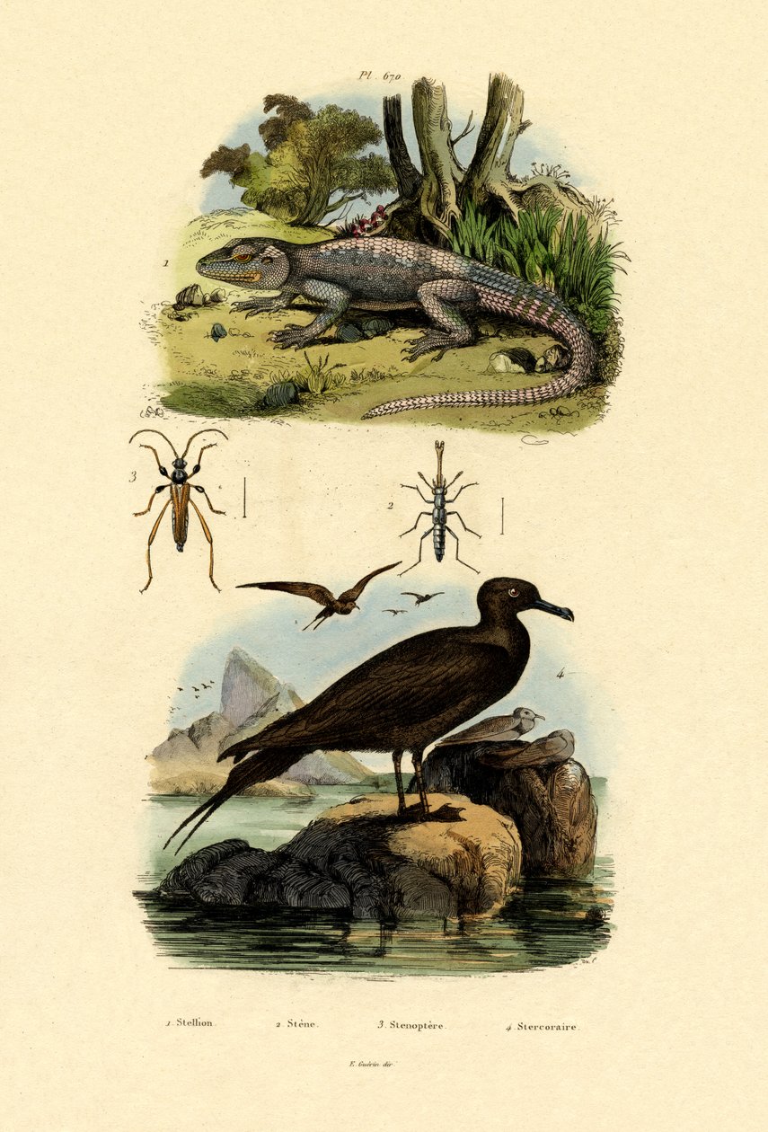 Velká Skua, 1833-39 od French School