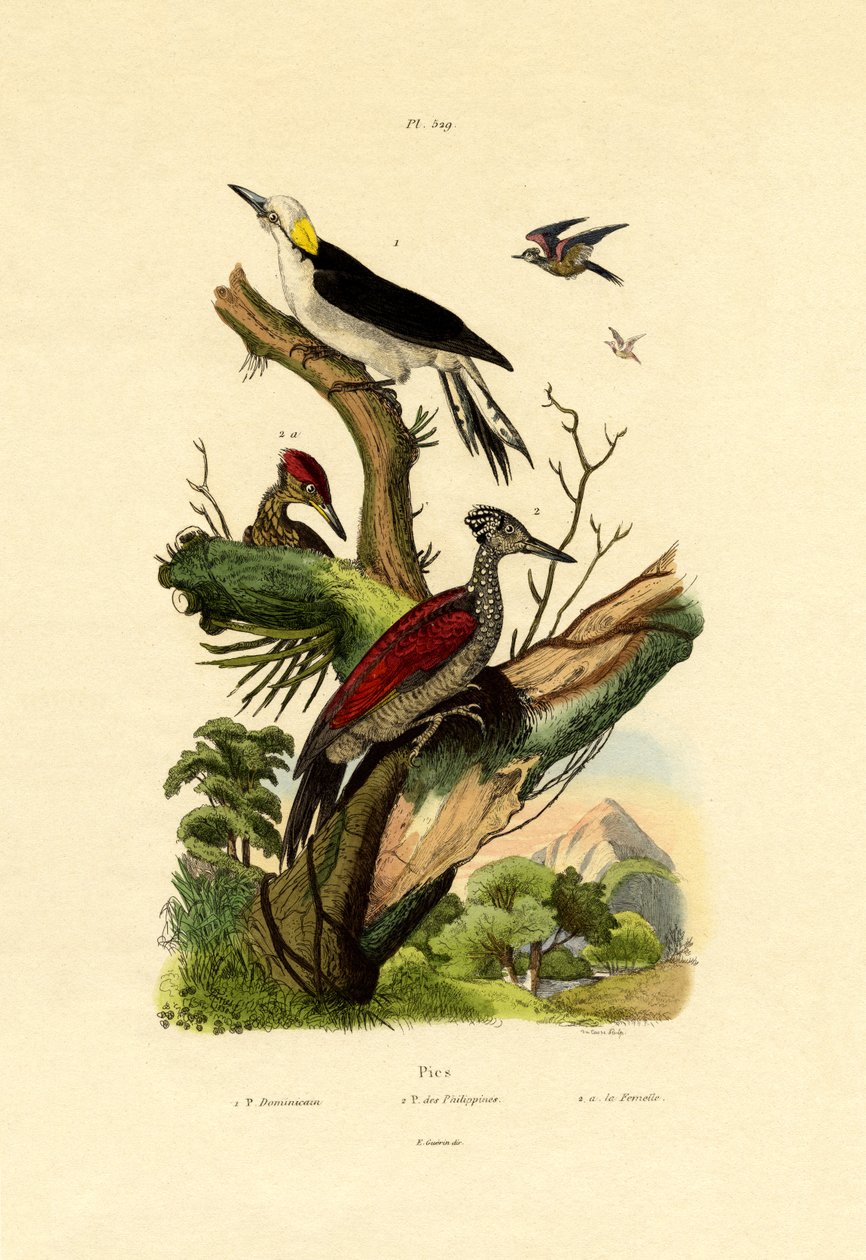Greater Flameback, 1833-39 od French School