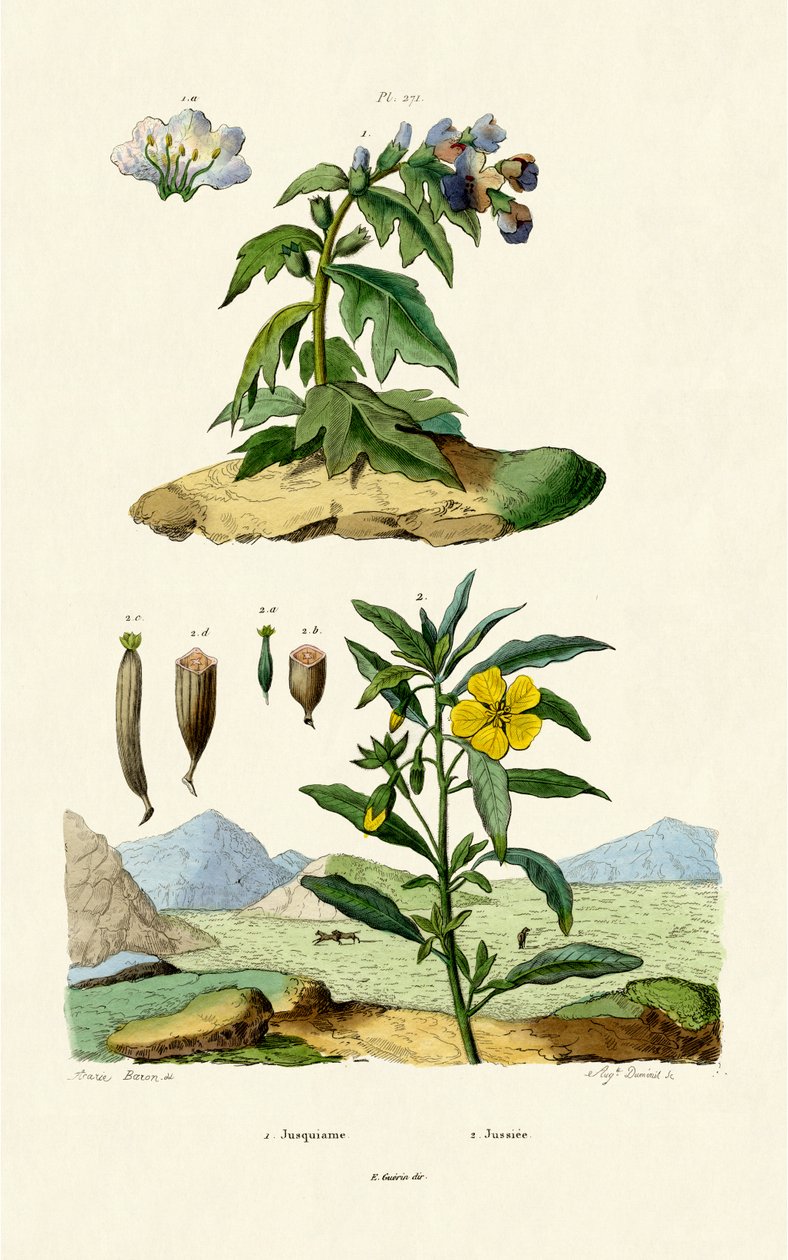 Henbane, 1833-39 od French School