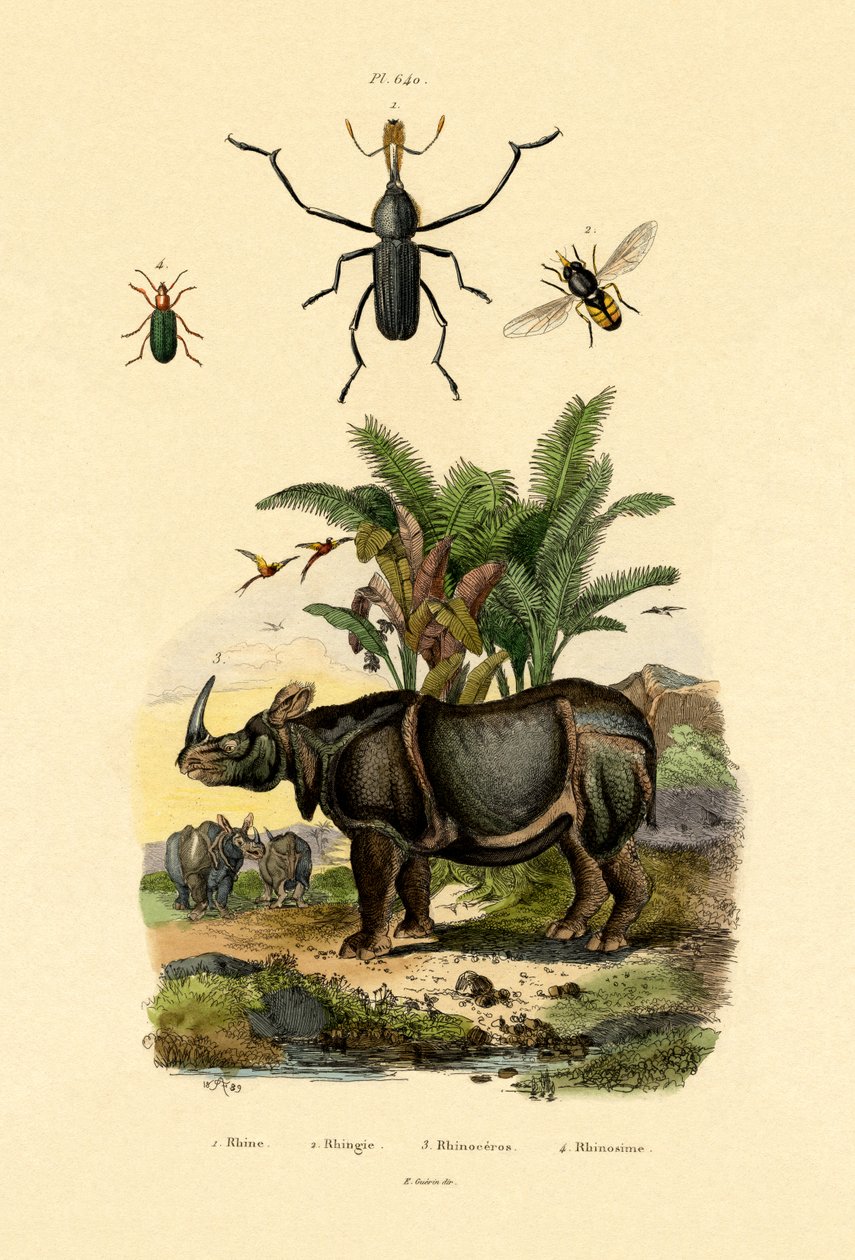 Hoverfly, 1833-39 od French School