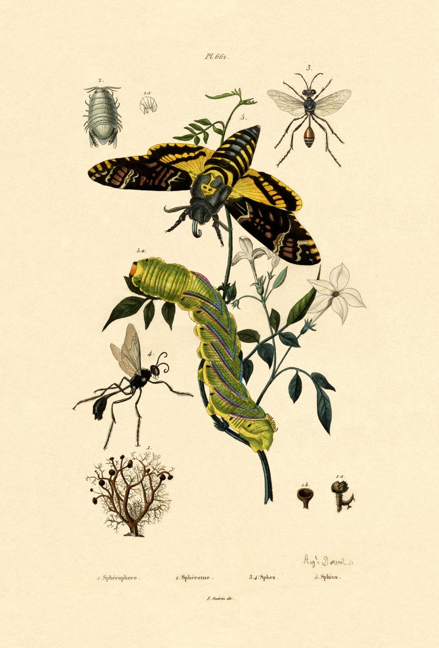 Hoverfly, 1833-39 od French School