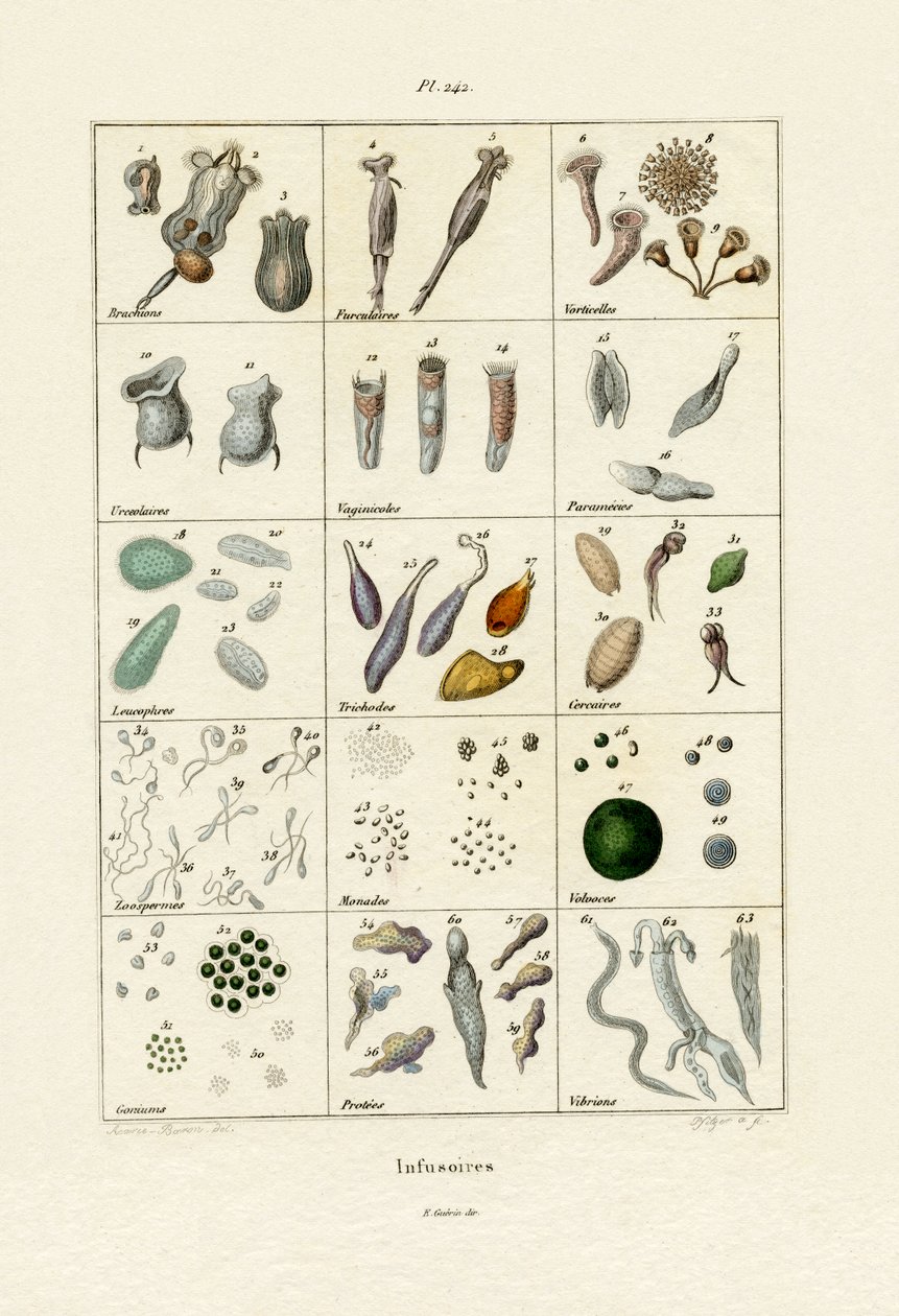 Infusoria, 1833-39 od French School