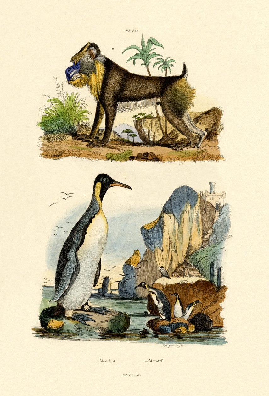 Tučňák královský, 1833-39 od French School