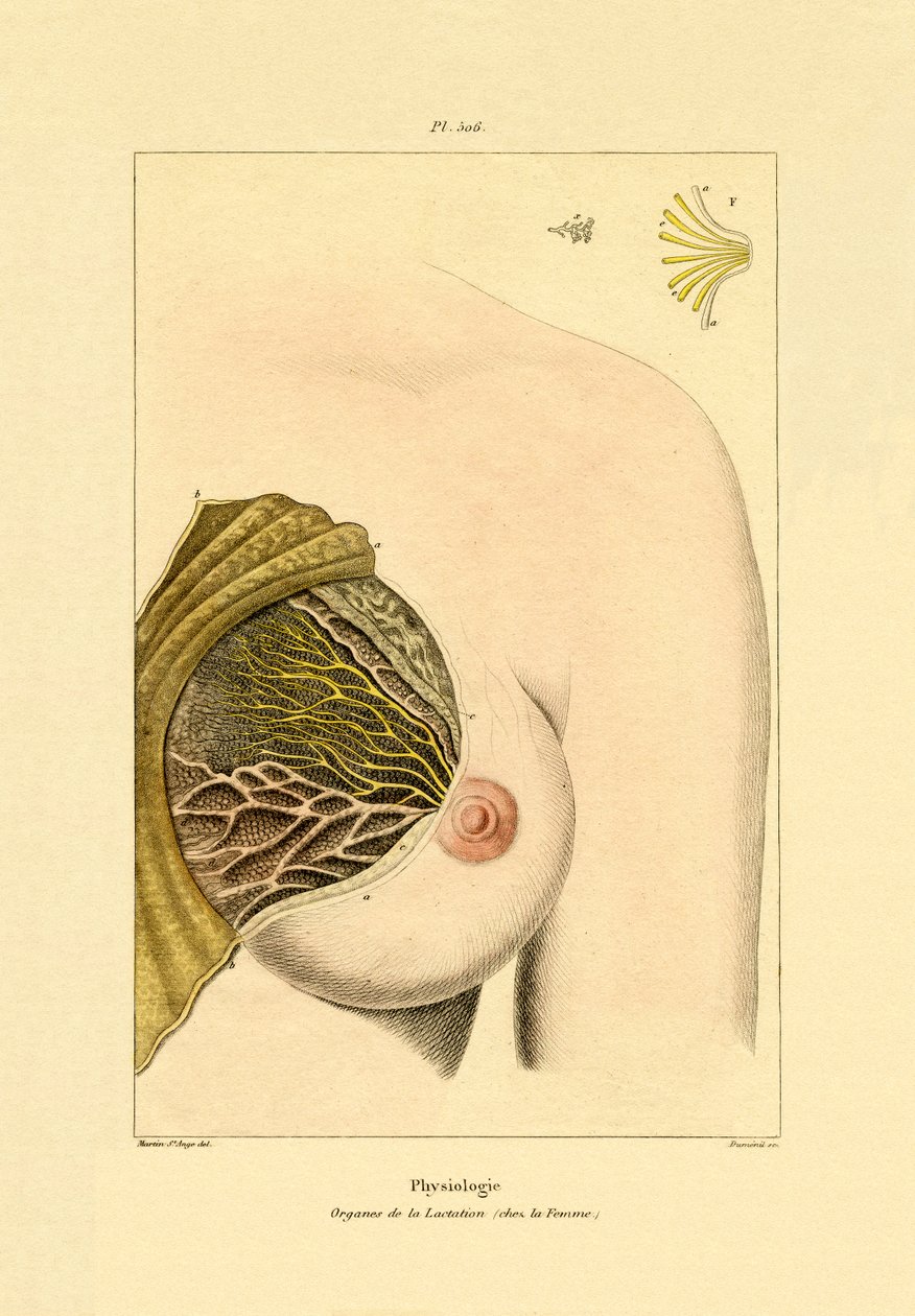 Laktace, 1833-39 od French School