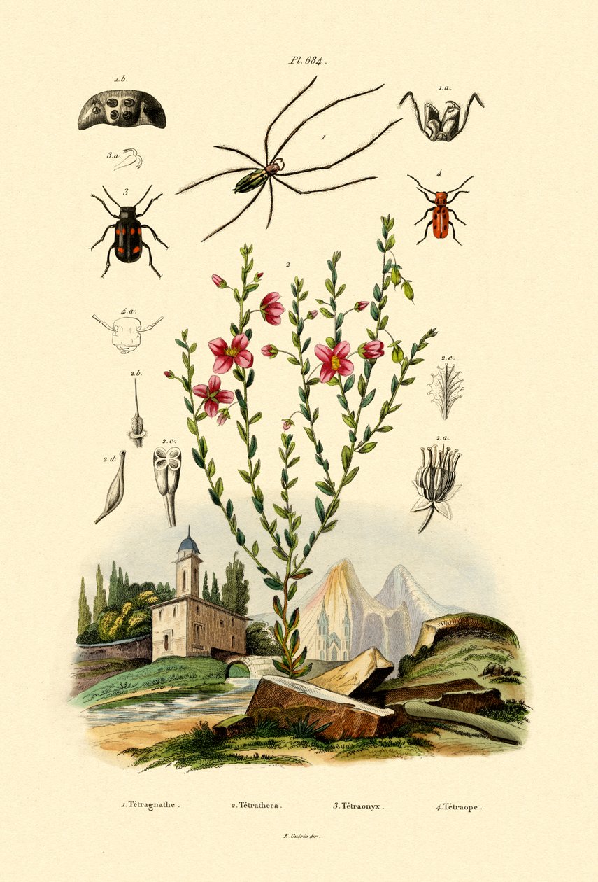 Pavouk s dlouhými čelistmi, 1833-39 od French School