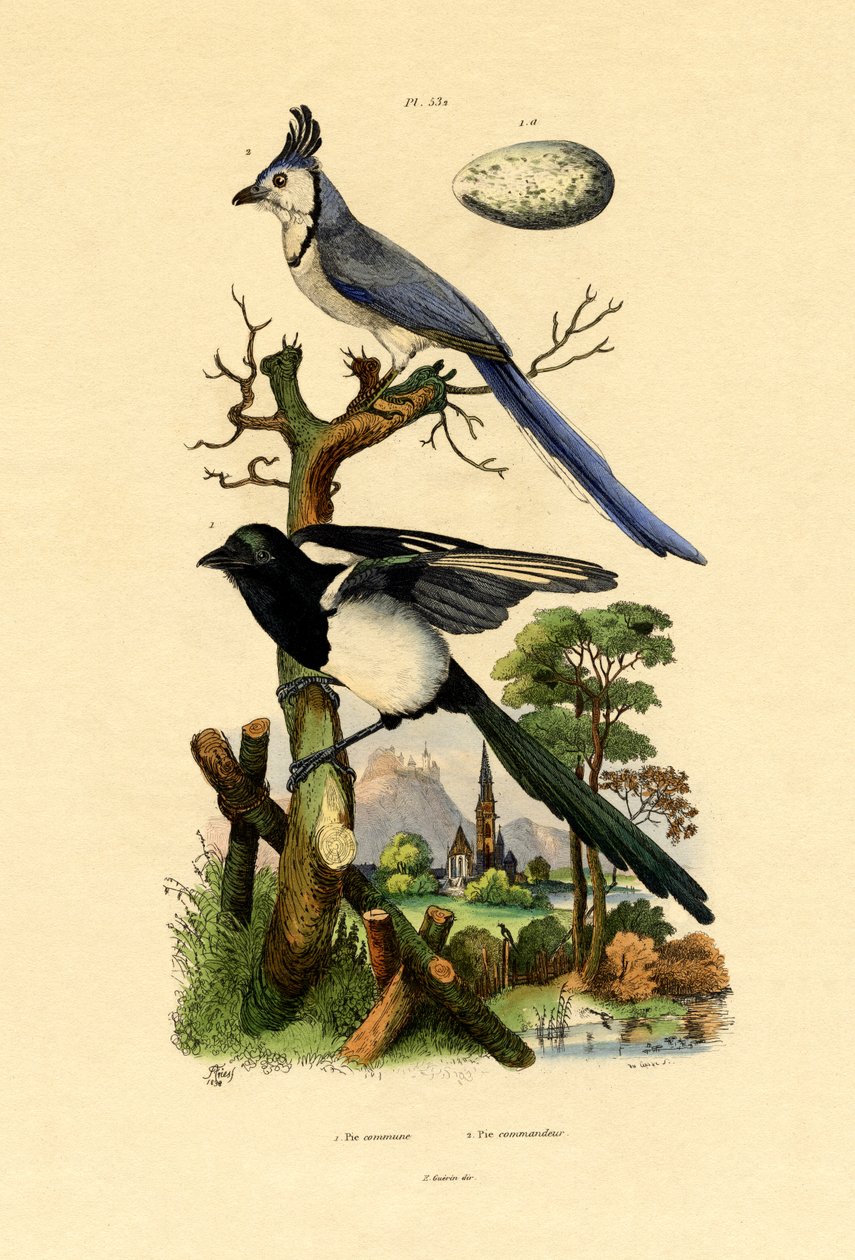 Straka Jay, 1833-39 od French School