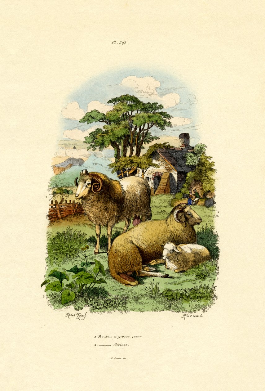 Merinoovce, 1833-39 od French School