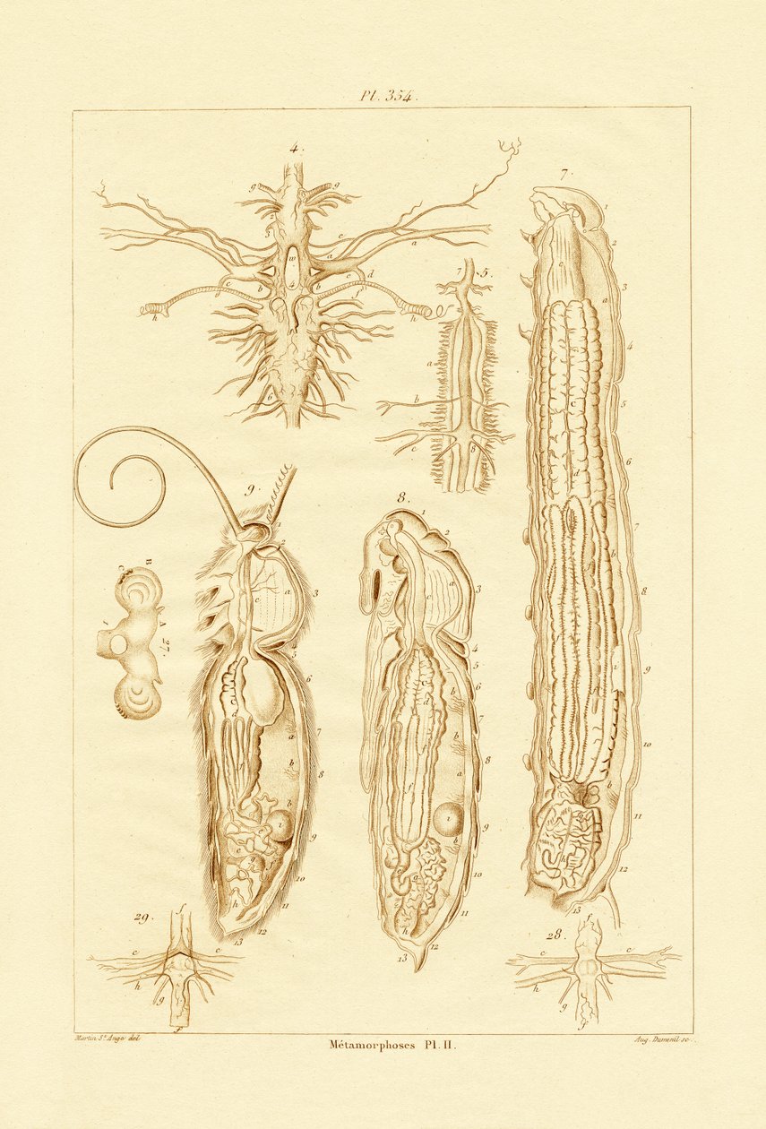Metamorfóza, 1833-39 od French School