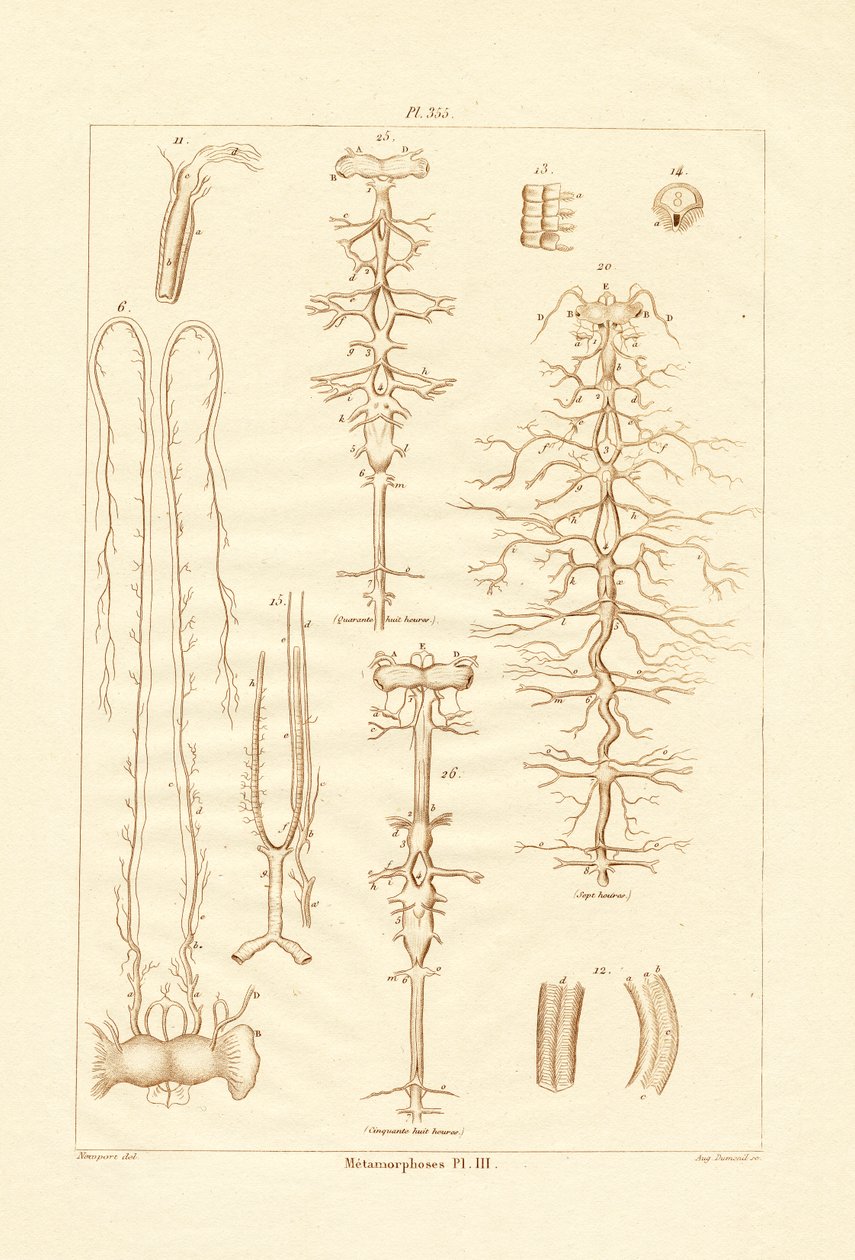 Metamorfóza, 1833-39 od French School