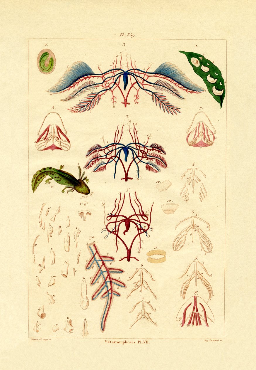 Metamorfóza, 1833-39 od French School