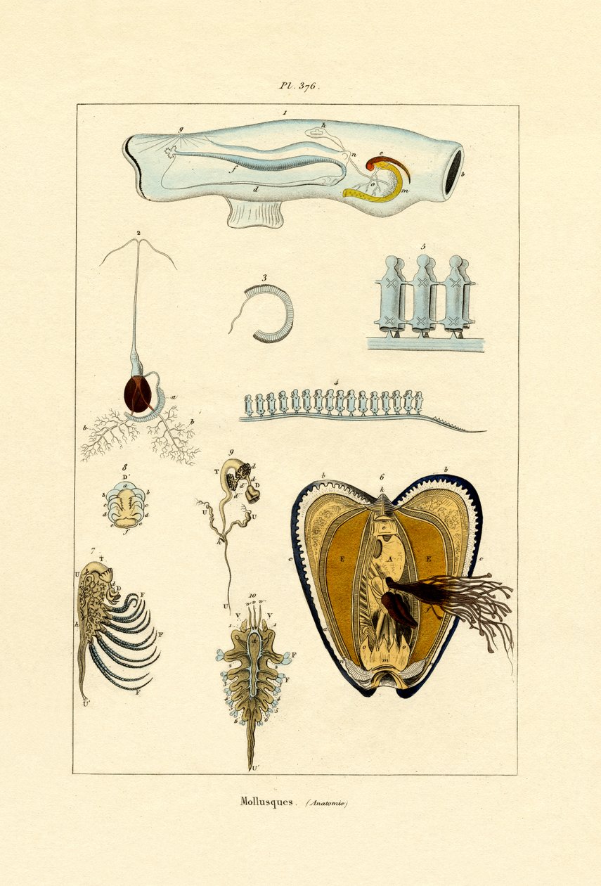 Měkkýši, 1833-39 od French School