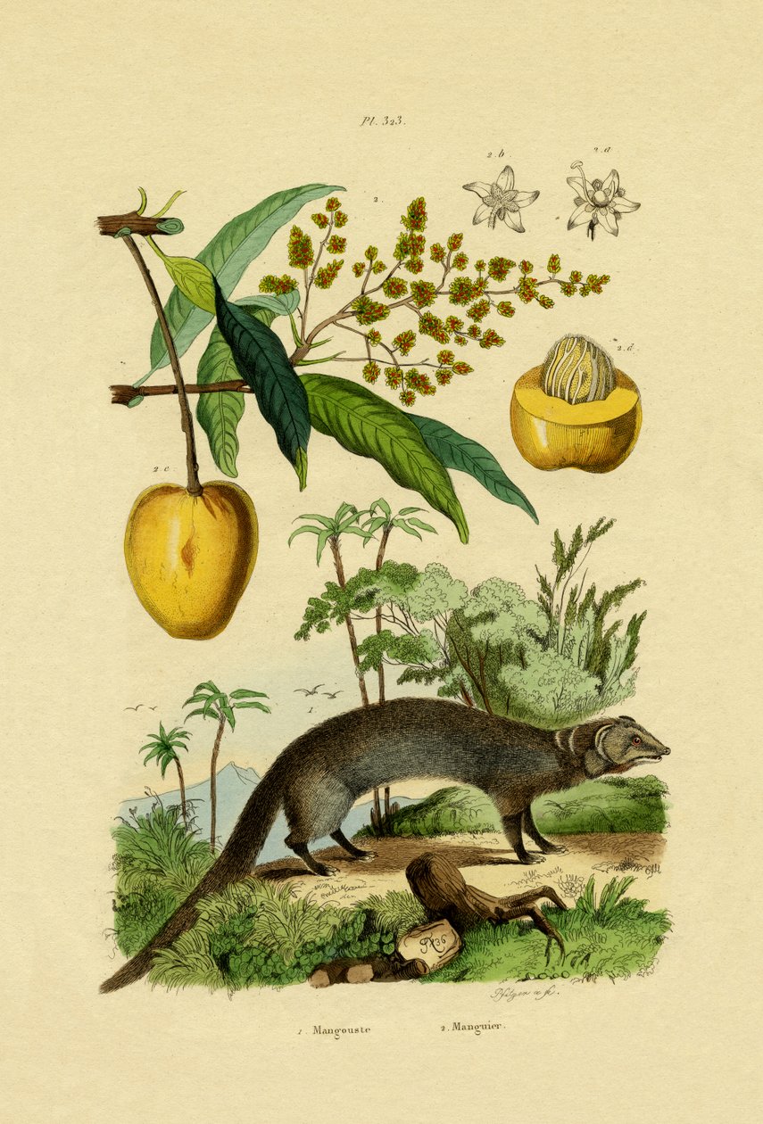 Mongoose, 1833-39 od French School