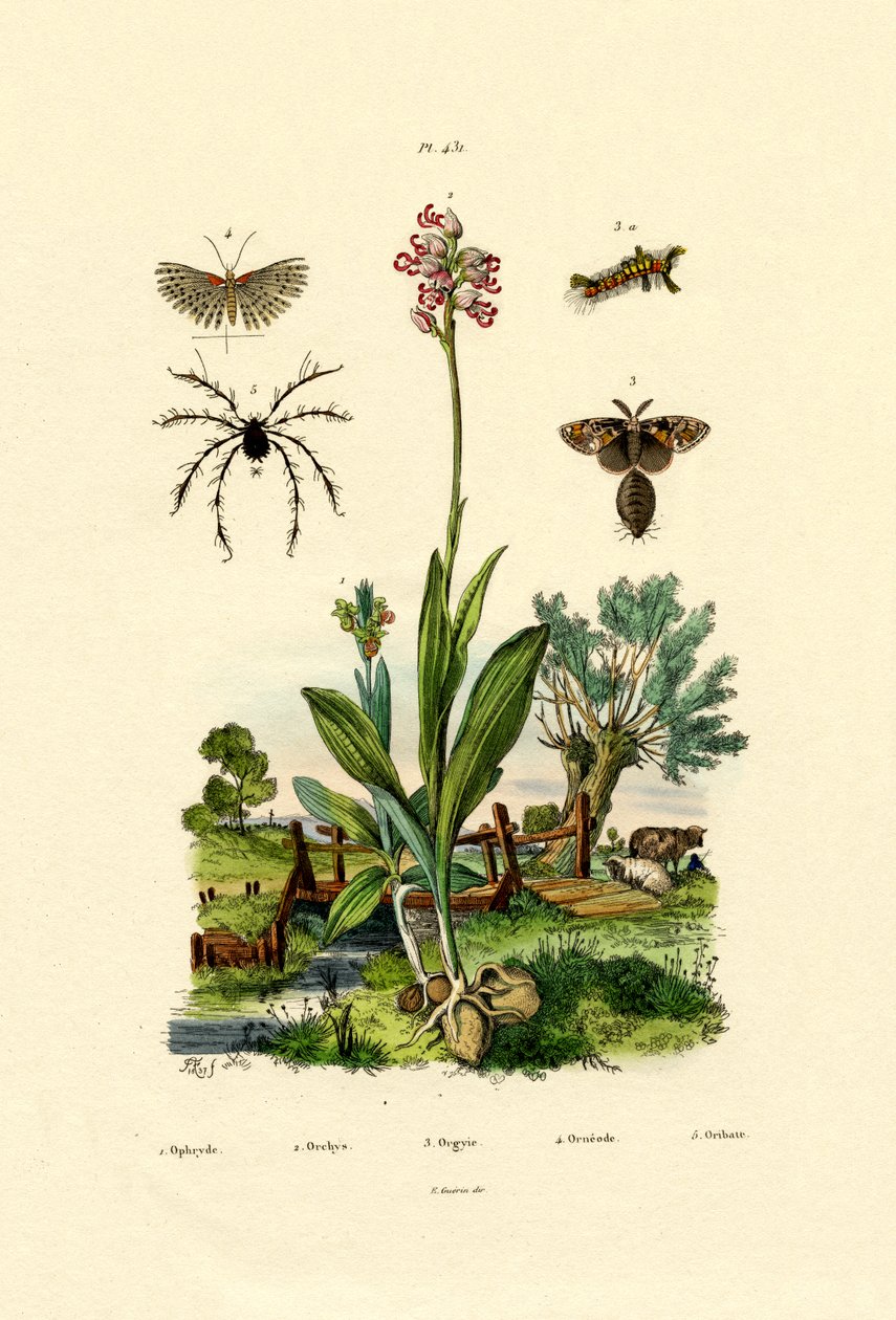 Orchidej, 1833-39 od French School