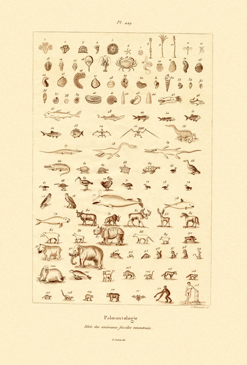 Paleontologie, 1833-39 od French School