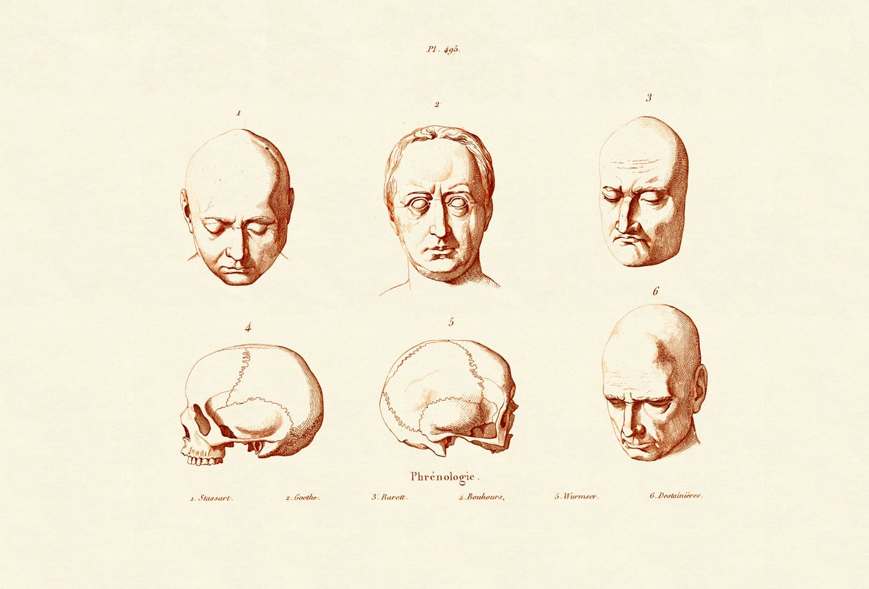 frenologie, 1833-39 od French School