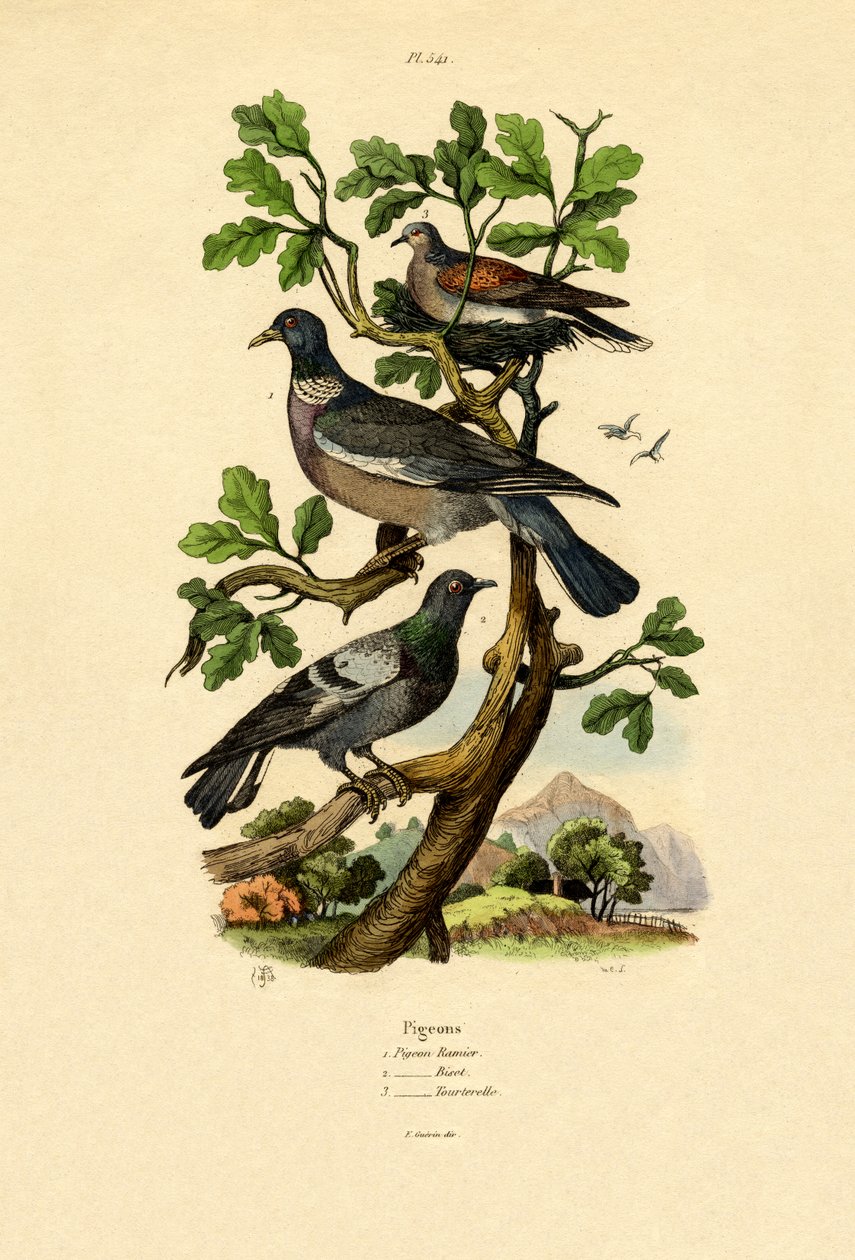Holubi, 1833-39 od French School