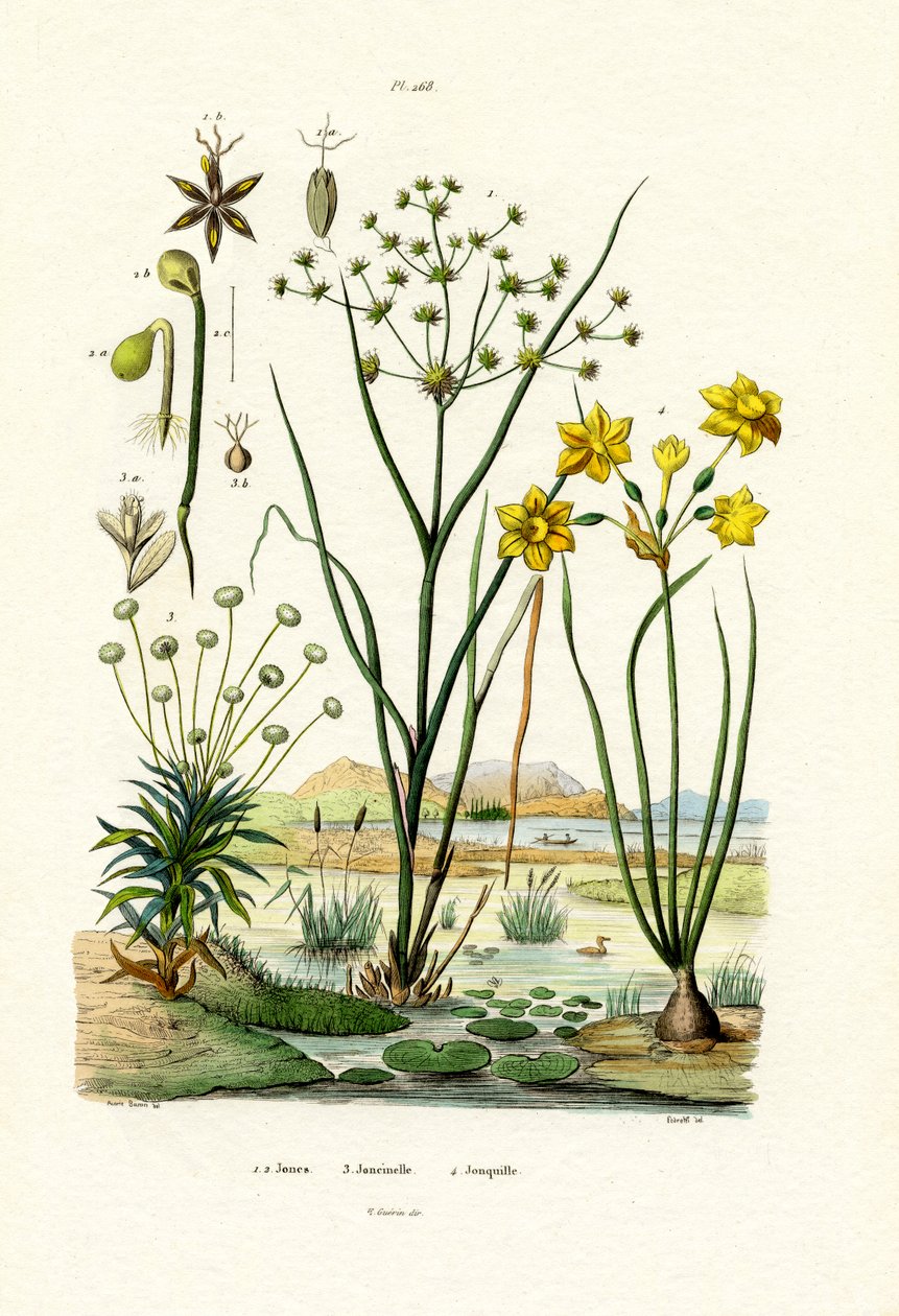Pipewort, 1833-39 od French School