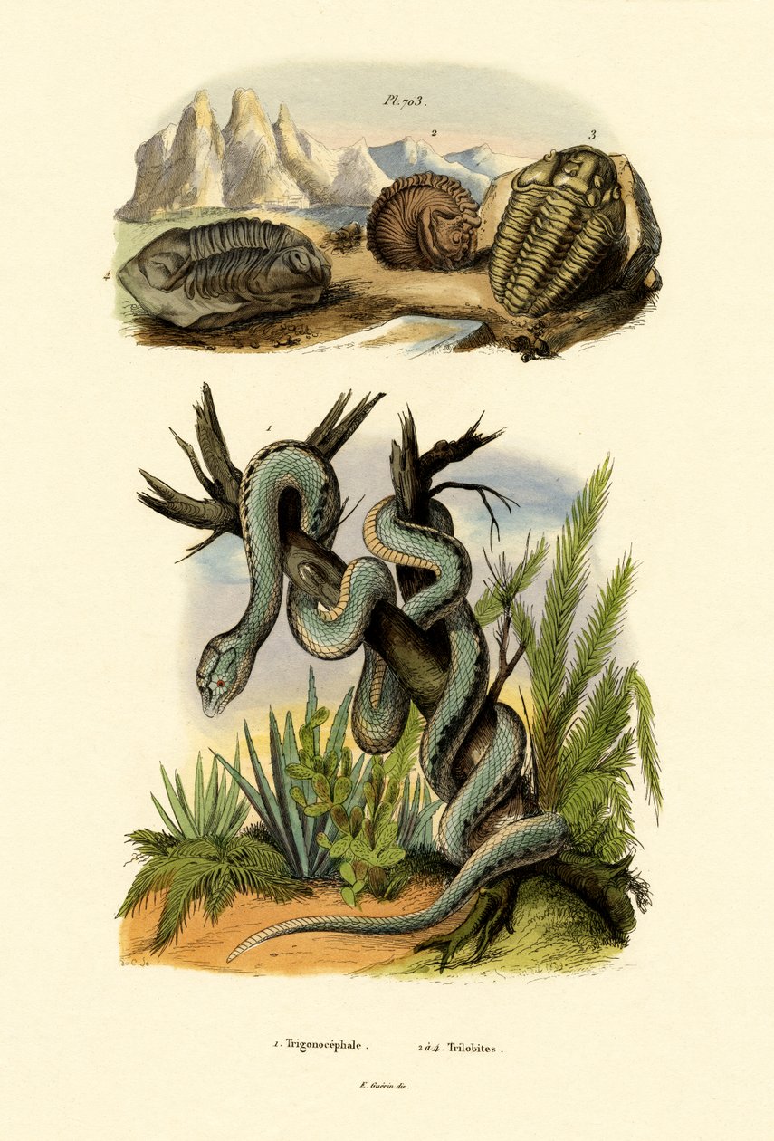 Pit Viper, 1833-39 od French School