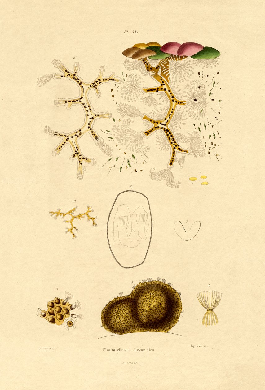 Polyp, 1833-39 od French School