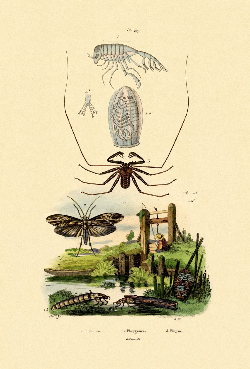 Kočárek Bug Amphipod, 1833-39 od French School
