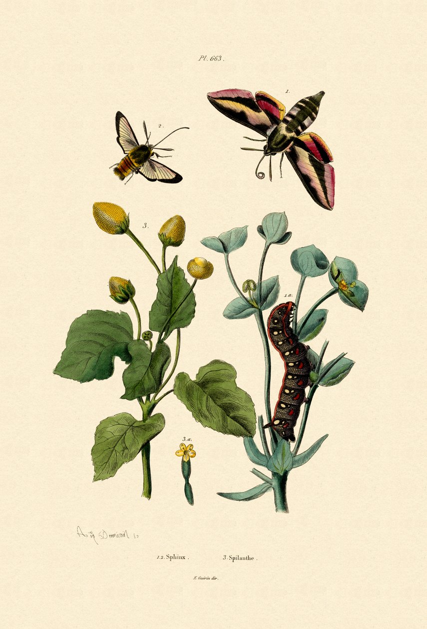 Privet Hawkmoth, 1833-39 od French School
