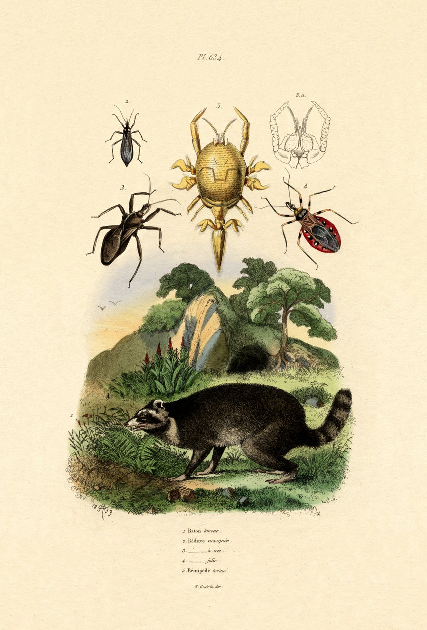Racoon, 1833-39 od French School